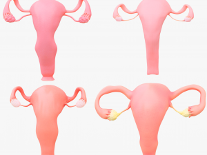 Female Reproductive System Section Bundle Model 3D
