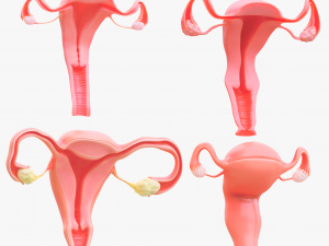 Female Reproductive System Section Bundle Model 3D