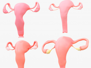 Female Reproductive System Section Bundle Model 3D