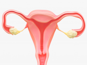 Female Reproductive System Section Bundle Model 3D