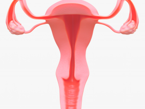 Female Reproductive System Section Bundle Model 3D