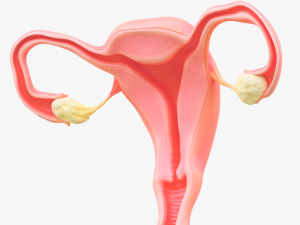 Female Reproductive System Section Bundle Model 3D