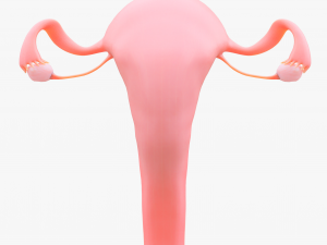 Female Reproductive System Section Bundle Model 3D