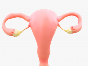 Female Reproductive System Section Bundle Model 3D