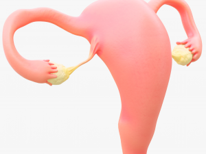 Female Reproductive System Section Bundle Model 3D