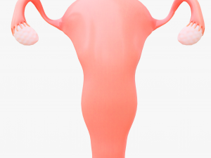 Female Reproductive System Section Bundle Model 3D