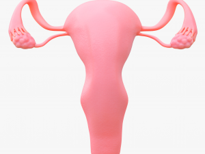 Female Reproductive System Section Bundle Model 3D