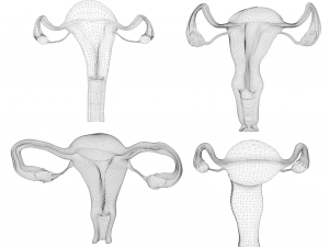 Female Reproductive System Section Bundle Model 3D