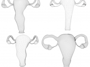 Female Reproductive System Section Bundle Model 3D