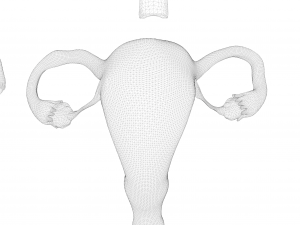 Female Reproductive System Section Bundle Model 3D