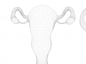 Female Reproductive System Section Bundle Model 3D