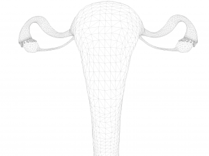 Female Reproductive System Section Bundle Model 3D