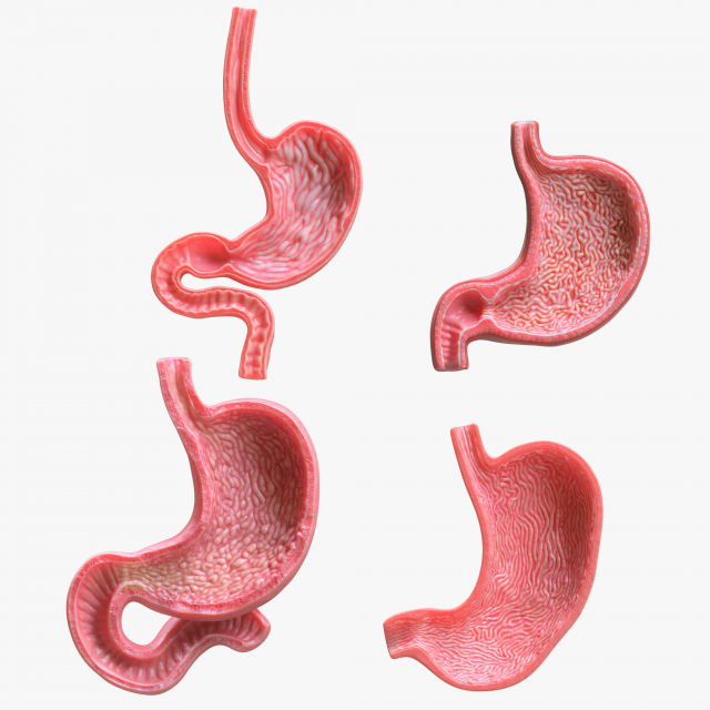 Human Stomach Bundle 3D Model .c4d .max .obj .3ds .fbx .stl .blend 