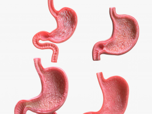 Human Stomach Bundle 3D Model