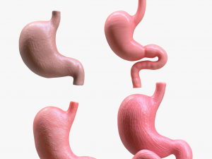 Human Stomach Bundle 3D Model