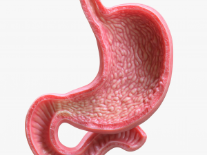 Human Stomach Bundle 3D Model