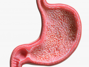 Human Stomach Bundle 3D Model