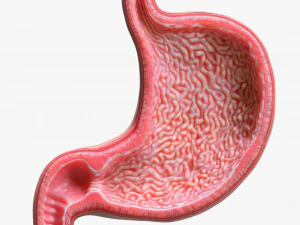 Human Stomach Bundle 3D Model