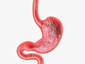Human Stomach Bundle 3D Model