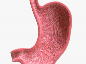 Human Stomach Bundle 3D Model