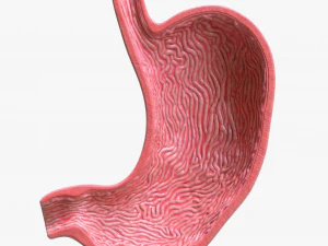Human Stomach Bundle 3D Model