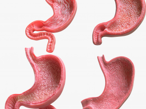 Human Stomach Bundle 3D Model