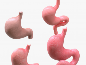 Human Stomach Bundle 3D Model