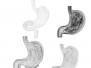 Human Stomach Bundle 3D Model