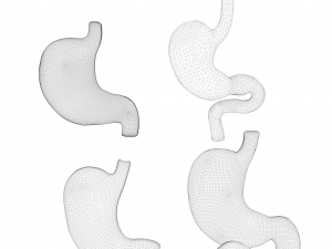 Human Stomach Bundle 3D Model