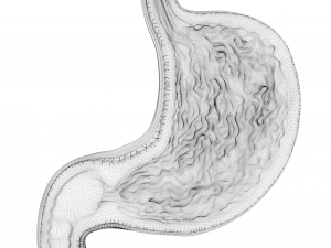 Human Stomach Bundle 3D Model