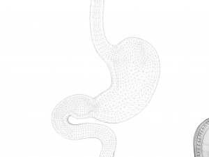 Human Stomach Bundle 3D Model