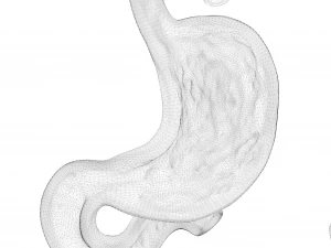 Human Stomach Bundle 3D Model