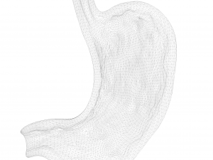Human Stomach Bundle 3D Model
