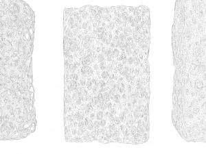 Bone Sponge Structure Bundle 3D Model