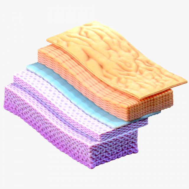 Epidermis Cross Section 3D Модель .c4d .max .obj .3ds .fbx .stl .blend 