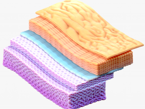 Epidermis Cross Section 3D Model