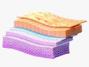 Epidermis Cross Section 3D Модель
