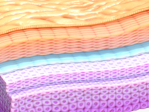 Epidermis Cross Section 3D Модель