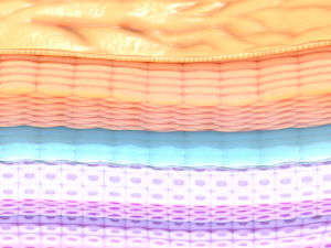 Epidermis Cross Section 3D Модель