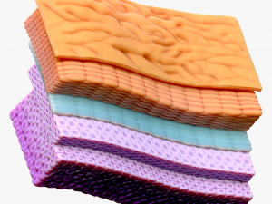 Epidermis Cross Section 3D Модель