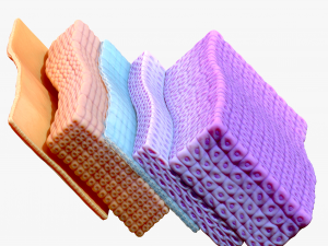 Epidermis Cross Section 3D Модель
