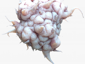 Cancer Cell Model 3D