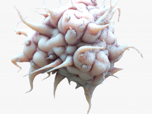 Cancer Cell Model 3D