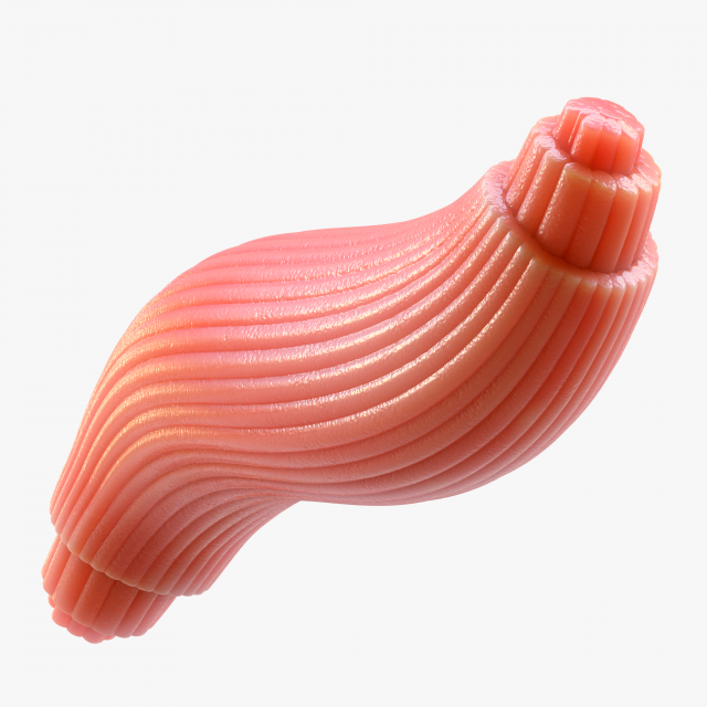 Skeletal Muscle Fiber Cross Section Anatomy 3D Model .c4d .max .obj .3ds .fbx .stl .blend 