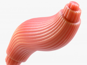 Skeletal Muscle Fiber Cross Section Anatomy 3D Model