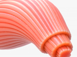 Skeletal Muscle Fiber Cross Section Anatomy 3D Model