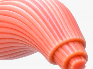 Skeletal Muscle Fiber Cross Section Anatomy 3D Model