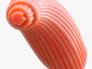 Skeletal Muscle Fiber Cross Section Anatomy 3D Model