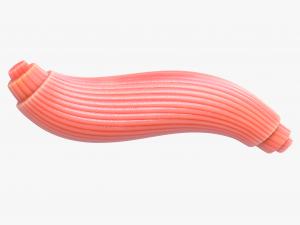 Skeletal Muscle Fiber Cross Section Anatomy 3D Model