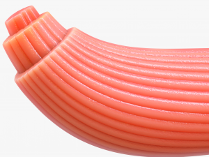 Skeletal Muscle Fiber Cross Section Anatomy 3D Model